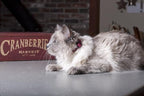 LupinePet Eco 1/2" Berry Cat Safety Collar - Image 2