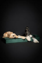 NOAH & PAW Giant Dog Bed XXL 55x45x9.5 Inch, Orthopedic Dog Beds, Eggshell - Image 6