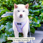 Lucy & Co. Cute Reversible Dog Harness Walking Halter - Image 5