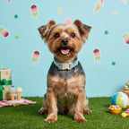 Cute Dog Collar, Girl Boy Dog Collar - Image 2