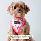 Lucy & Co. Little Lamb Dog Collar - Image 5