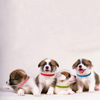 TTSAM 15 Pcs Puppy Id Collars 15 Colors Puppy Whelping Collars Double-Sided - Image 2