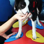 FitPAWS Targets - Image 5