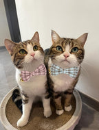 2 Pack Soft Cotton Cat Collars - Image 5