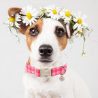 Girl Dog Collar for Giant Large Dogs - Image 7