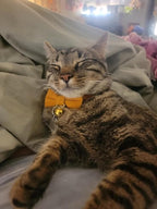 Cotton Breakaway Cat Collar - Image 4