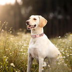 Unique style paws Dog Collar Metal Buckle Pink Rose Collar Flower Gift Durable - Image 3