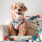 Lucy & Co. Cute Reversible Dog Harness Walking Halter - Image 2