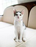 Cat Collar Breakaway with Bells, 3 Pack Safety Adjustable Pet Collars - Image 4