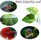 CousDUoBe 4 Pack Betta Fish Leaf Pad Improves Betta's Health by Simulating The - Image 4