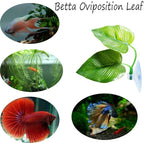 CousDUoBe 3 Pack Betta Fish Leaf Pad Improves Betta's Health by Simulating The - Image 4