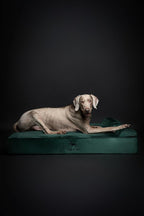 NOAH & PAW XL Dog Bed, Orthopedic Large Dog Beds, Eggshell Memory Foam Infused - Image 6