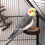 Hamiledyi Perch Platform for Bird Cage, Natural Round Wooden Stand Platform - Image 3