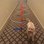 Dog Agility Weave Pole Guides – Training Aids - Image 2