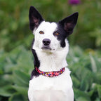 QQPETS Adjustable Soft Dog Collar: Print Flower Pink Multicolor Cute Patterns - Image 6