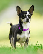 Joytale Reflective Dog Collar, Soft Neoprene Padded, Metal D-Ring, Nylon Pet - Image 6