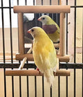 Birds Mirror for Cage, Parrot Hanging Swing by zmgmsmhendlessefforts