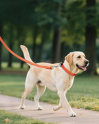 Joytale Reflective Dog Collar, Adjustable Nylon Pet Collar - Image 6