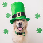 St Patricks Day Dog Collar for Small Dogs - Image 4