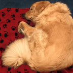 Comsmart Dog Blankets for Small Dogs, 6 Pack Puppy Blanket Cute Paw Print Pet - Image 7