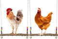 2PCS Chicken Bird Swings by BATTIPAW