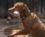 2-Pet Tracking System for Large and Small Dogs and Cats, Waterproof and Rugged - Image 2