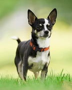 Joytale Dog Collar, Soft Neoprene Padded Breathable Nylon Pet Collar Adjustable - Image 6