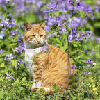 Lionet Paws 2pcs Pack Cotton Cat Collar, Breakaway Buckle - Image 4