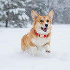 Christmas Dog Collar，Soft Cotton Dog Collars - Image 5