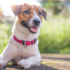 Dog Collar Hot Pink Basic Dog Collars - Image 2
