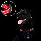 azuza Reflective Dog Collar - Image 5