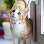 Unique style paws 2 Pack Kitten Collar Breakaway - Image 5