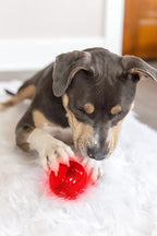 Pet Qwerks Blinky Babble Ball - Image 3