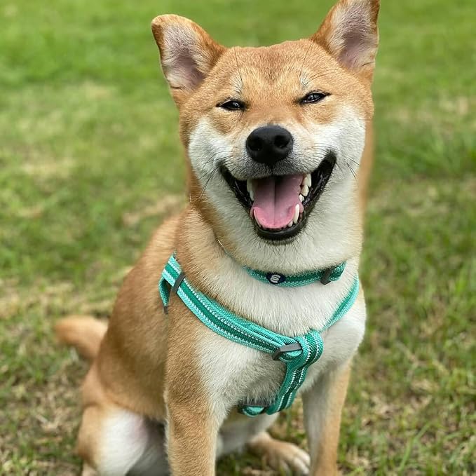 Blueberry Pet Essentials Reflective Dog Collar - Image 8