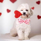 Valentine’s Day Dog Collar - Image 5