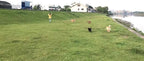 AMAGOOD Dog/Puppy Obedience Recall Training Agility Lead-15 ft 20 ft 30 ft 50 - Image 5