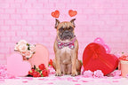Valentine’s Day Dog Collar Adjustable Puppy Collar - Image 7