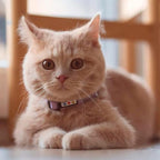 Pawtitas Reflective Teal Cat Collar - Image 2