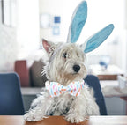 Lionheart glory Easter Dog Collar - Image 5