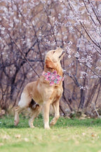 Lionheart Glory Dog Collar, Cute Floral Pattern Pet Collar Adjustable Dog Collar - Image 6