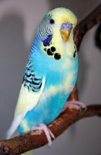JW Pet Company Insight Sand Perch Bird Accessory - Image 7