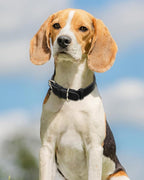 Joytale Leather Dog Collar for Medium Dogs, Genuine Thick Solid Leather - Image 2