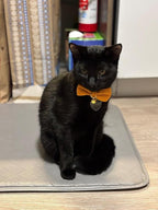 Cotton Breakaway Kitten Collar - Image 5