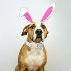 DOGWONG Easter Dog Collar - Image 4