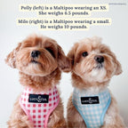 Lucy & Co. Cute Reversible Dog Harness Walking Halter - Image 7