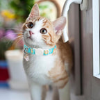 Unique style paws 2 Pack Kitten Collar Breakaway - Image 5
