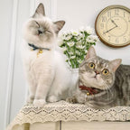 PetSoKoo Cute Bowtie Cat Collar - Image 5