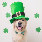 St Patricks Day Dog Collar for Giant Large Dogs - Image 4