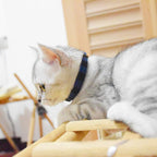 Breakaway cat Collars with Bell, Durable & Safe Cute Kitten Collars Safety - Image 6