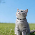 EXPAWLORER Leather Cat Collar - Image 7
